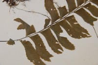 單邊鐵角蕨藏品圖，第3張