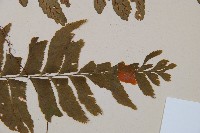 單邊鐵角蕨藏品圖，第4張