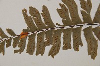 單邊鐵角蕨藏品圖，第5張