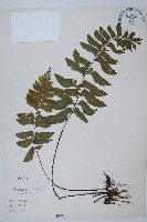 單邊鐵角蕨藏品圖，第1張