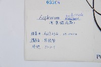 單邊鐵角蕨藏品圖，第2張