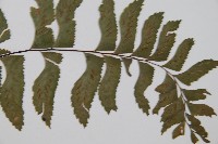 單邊鐵角蕨藏品圖，第3張