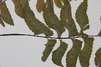 單邊鐵角蕨藏品圖，第4張