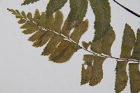 單邊鐵角蕨藏品圖，第5張