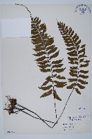 單邊鐵角蕨藏品圖，第1張