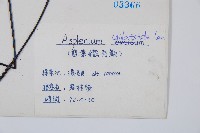 單邊鐵角蕨藏品圖，第2張