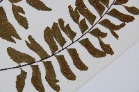 單邊鐵角蕨藏品圖，第3張