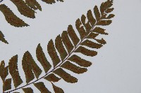 單邊鐵角蕨藏品圖，第4張