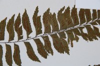 單邊鐵角蕨藏品圖，第5張