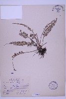 長生鐵角蕨藏品圖，第1張