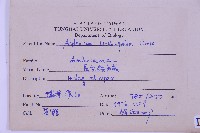 長生鐵角蕨藏品圖，第2張