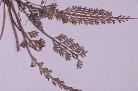 長生鐵角蕨藏品圖，第4張