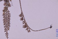 長生鐵角蕨藏品圖，第5張