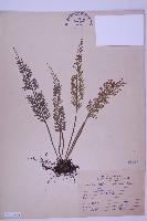 長生鐵角蕨藏品圖，第1張