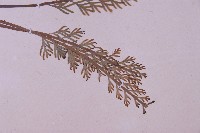 長生鐵角蕨藏品圖，第3張