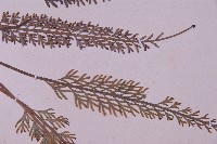 長生鐵角蕨藏品圖，第4張