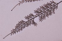 長生鐵角蕨藏品圖，第5張