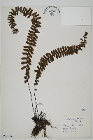 生芽鐵角蕨藏品圖，第1張