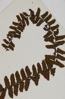 生芽鐵角蕨藏品圖，第4張