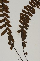 生芽鐵角蕨藏品圖，第5張