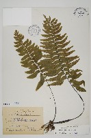 剪葉鐵角蕨藏品圖，第1張