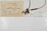 剪葉鐵角蕨藏品圖，第2張