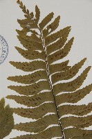 剪葉鐵角蕨藏品圖，第3張