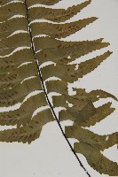 剪葉鐵角蕨藏品圖，第4張