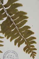 剪葉鐵角蕨藏品圖，第5張