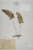 剪葉鐵角蕨藏品圖，第1張