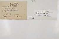 剪葉鐵角蕨藏品圖，第2張