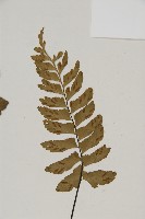 剪葉鐵角蕨藏品圖，第3張