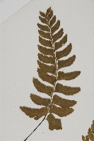 剪葉鐵角蕨藏品圖，第4張