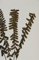 生芽鐵角蕨藏品圖，第3張