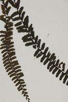 生芽鐵角蕨藏品圖，第4張