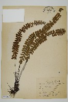 生芽鐵角蕨藏品圖，第1張