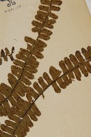 生芽鐵角蕨藏品圖，第3張