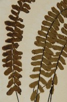 生芽鐵角蕨藏品圖，第4張