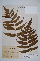 史氏鱗毛蕨藏品圖，第1張