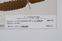 史氏鱗毛蕨藏品圖，第2張