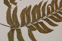 單邊鐵角蕨藏品圖，第3張