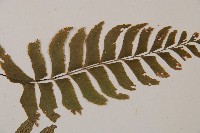 單邊鐵角蕨藏品圖，第4張