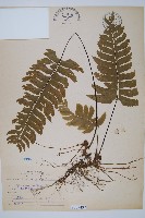 單邊鐵角蕨藏品圖，第1張