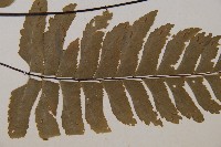 單邊鐵角蕨藏品圖，第2張