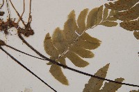 單邊鐵角蕨藏品圖，第3張