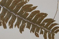 單邊鐵角蕨藏品圖，第4張