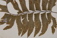 單邊鐵角蕨藏品圖，第3張