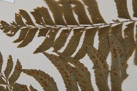 單邊鐵角蕨藏品圖，第4張