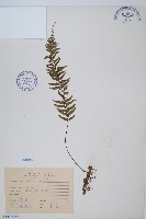 單邊鐵角蕨藏品圖，第1張