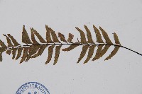 單邊鐵角蕨藏品圖，第3張